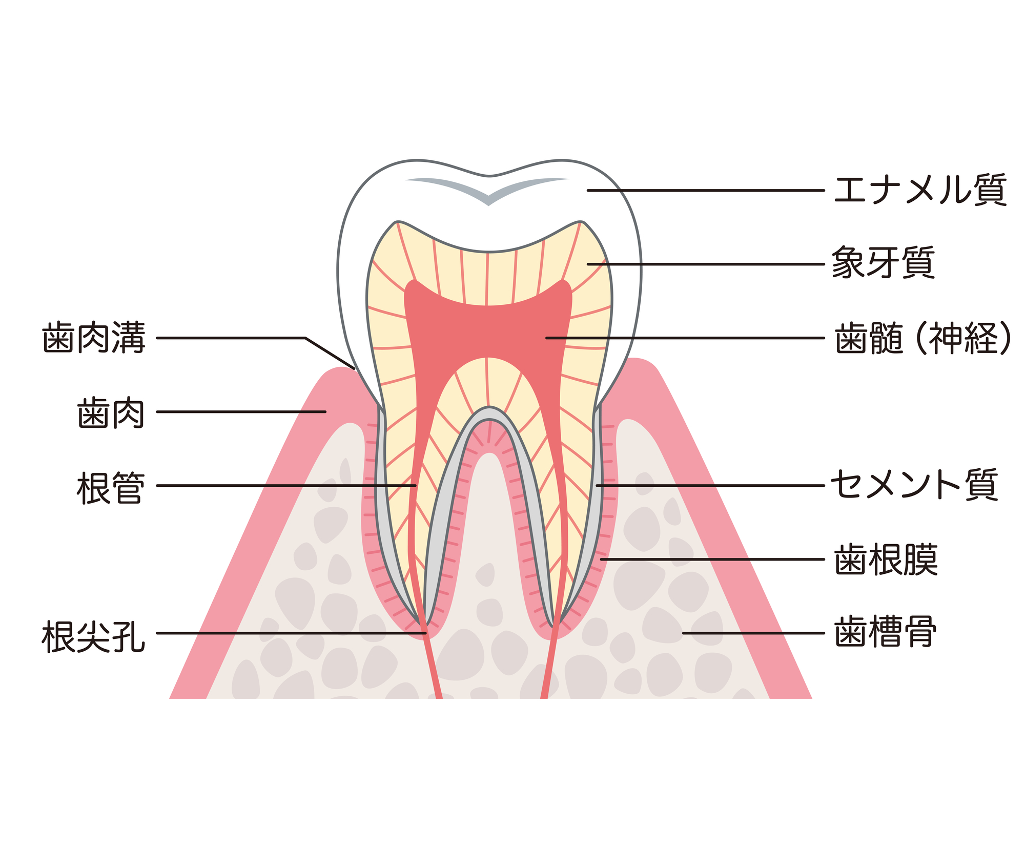 歯の構造イラスト