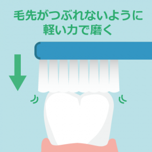奥歯の噛み合せは軽い力でブラッシング