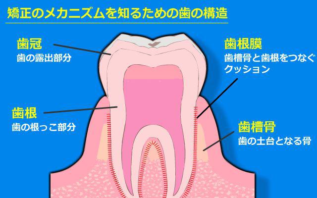 歯の構造