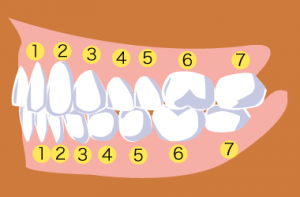 「歯列番号」を記載した歯のイラスト 「歯列番号」を記載した歯のイラスト