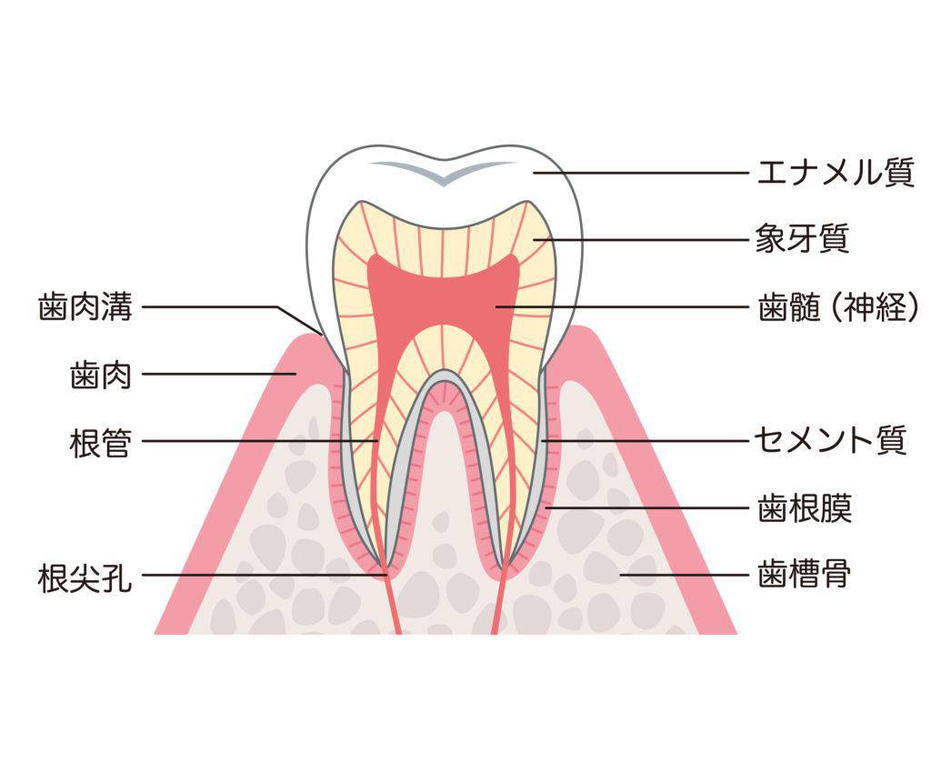歯の構造のイラスト